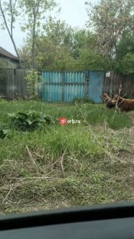 В Оренбурге стая бродячих собак пугает жителей животные бродят по Мельничному переулку.