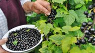 ДЕДОВСКИЙ СПОСОБ: Как в деревнях выращивали смородину РАЗМЕРОМ с ВИНОГРАД