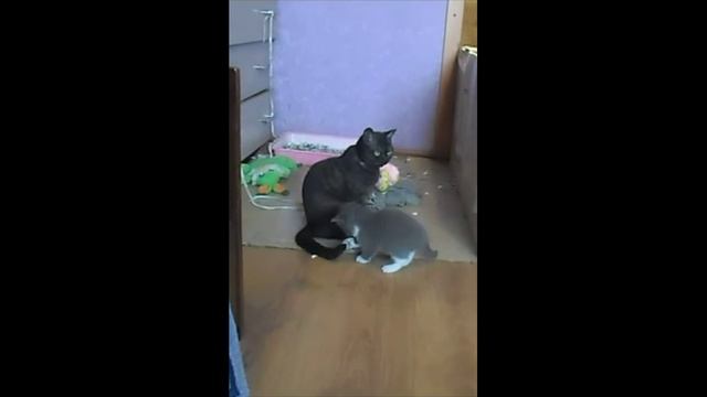котенок нашел игрушку