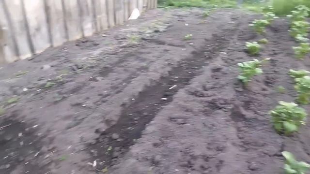Обзор огорода на 30 мая🏡Домик в деревне