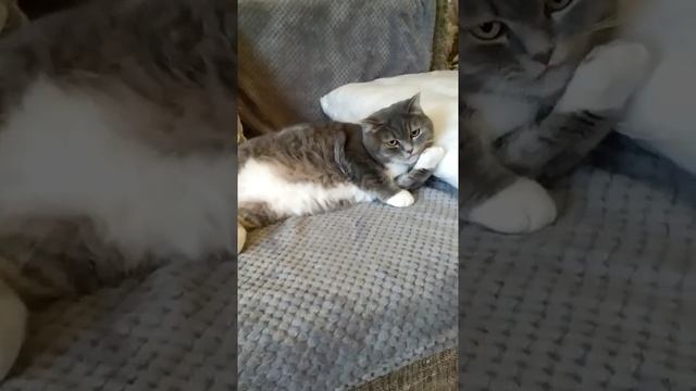 Наш TG https://t.me/liveofcats