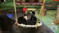 🐻 Медвежонок Звёздочка просто хотела спокойно покататься на качельке, но непоседливый Лучик ...