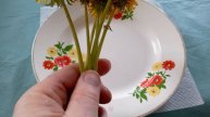 Шесть стеблей одуванчика каждый день