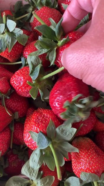 Сезон клубники открыт