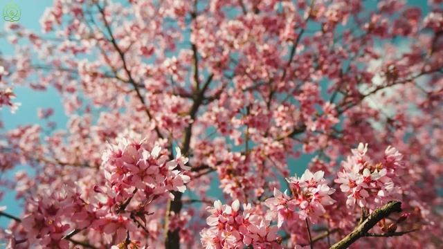 Расслабляющая музыка от стресса, беспокойства и депрессии🌿 Разум, Успокаивающая музыка для нервов