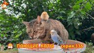 Крутые коты у птичьего двора серия (336) 🐈🐈😹❣️ Природа Абхазии и красивое подворье