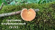 ГРИБЫ 2023 года В этом видео я покажу какие грибы я нашел (собрал) за год #грибы #тихаяохота