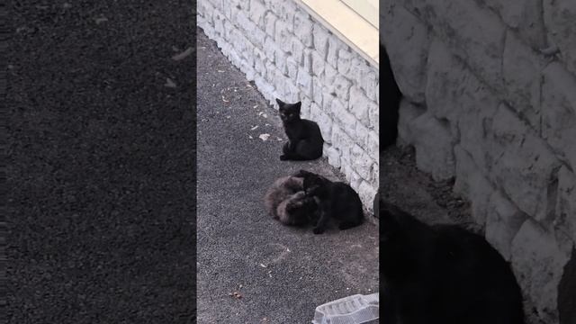 03.04.2025 "Котятки"
