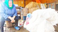 Жизнь в деревне на Алтае,отдала хозяину,А про какое мясо вы говорите? 😂