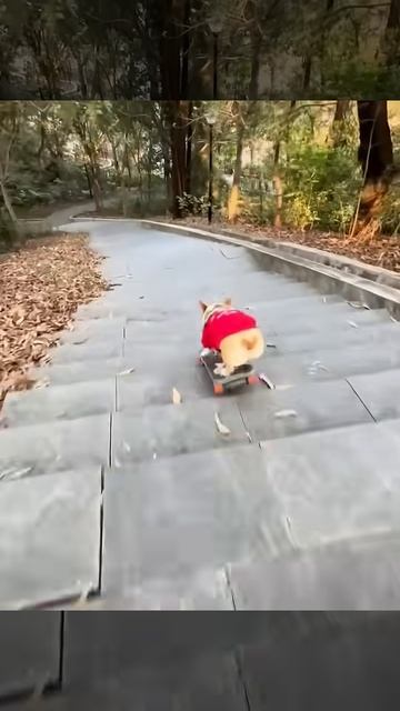#corgi #petpet #lovepet #cutespets #cute #funny