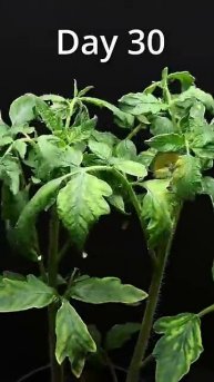 83 days in 1 minute! Tomatos seed to harvest time lapse #timelapse #macro #nature