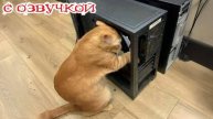 Приколы с котами! С ОЗВУЧКОЙ! СМЕШНЫЕ КОТЫ И КОШКИ! Смешное видео с животными! До слез!