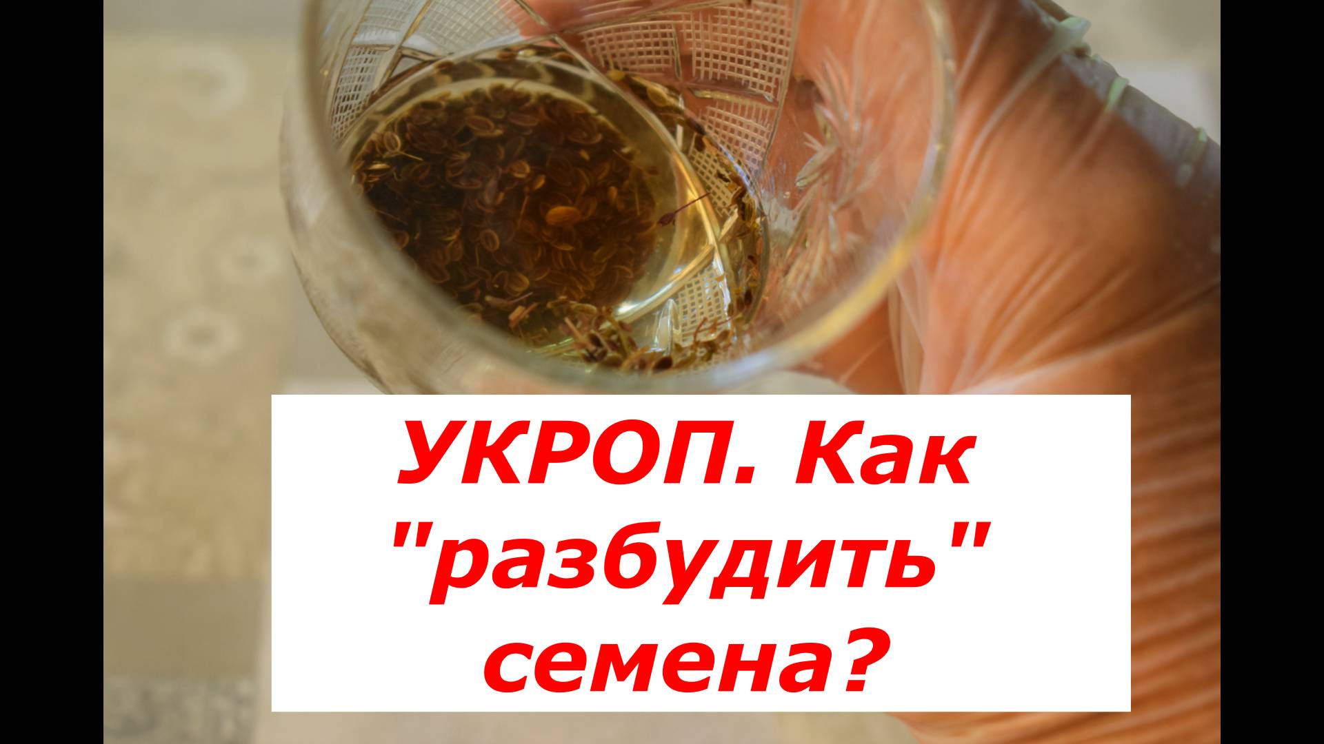 Укроп. Как разбудить семена укропа? #овощи #советы #укроп