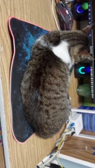 Крутая кошка 😎