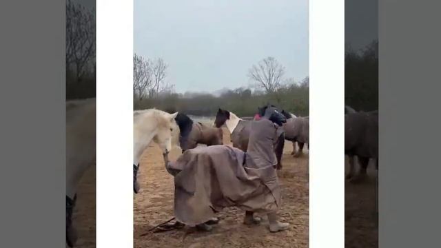 смешные видео