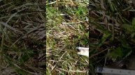 Наши новые поляризационные очки Rolans и весенний кабан на микруху с безымянного пруда!