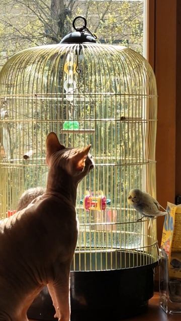 Канадский сфинкс и Волнистый попугай. Смешные и забавные животные. Котики 🐱🦜
