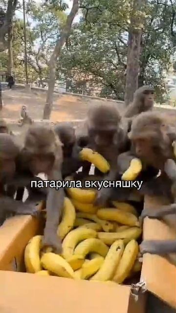 сюпик