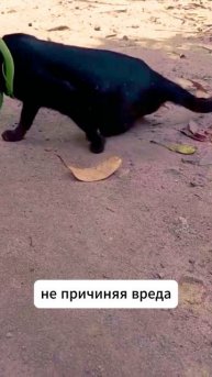 Удивительная дружба кота и змеи #shorts