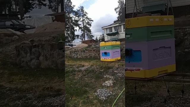Пчела и 147 регио