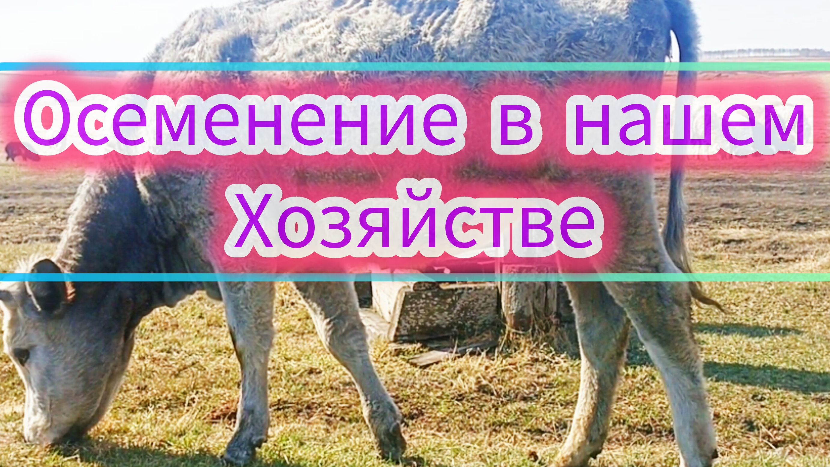 Как происходит осеменение крс в нашем хозяйстве.