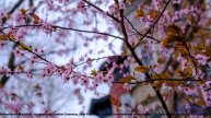 ❤ ❤ ❤ Клип, который разобьет тебя на части - Hope For My Country -- Lowtone Music -- Unnamed album.m