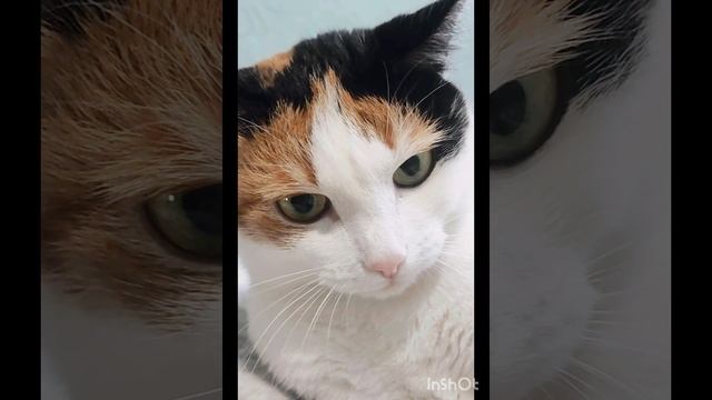 Муська разозлилась, дерётся 🐱😊❤