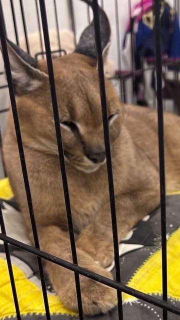 Питомник-Кошек Леонда на выставке МИР КОШЕК🐱в ЭКСПОФОРУМ. Котята породы 🐱 Сервал, Каракал, Амуркэт