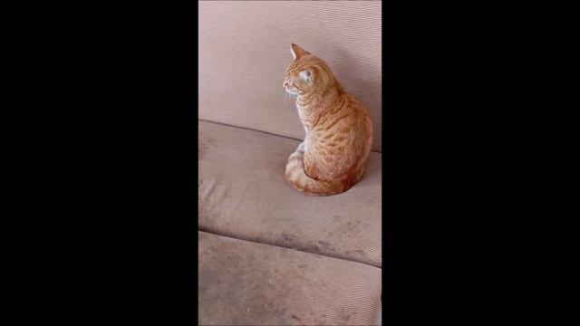 Собака. Кот. Том и Фокс.