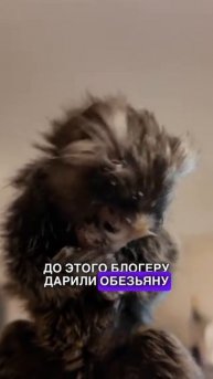 ЭЛЬДАРУ ДЖАРАХОВУ ПОДАРИЛИ СОБАКУ #джарахов #эльдарджарахов #факты #интересныефакты #блогеры