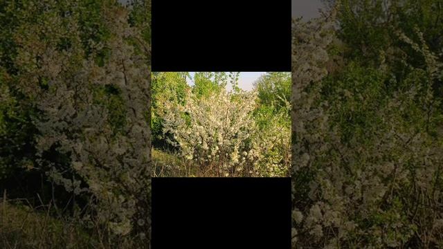 Плыл по городу запах сирени