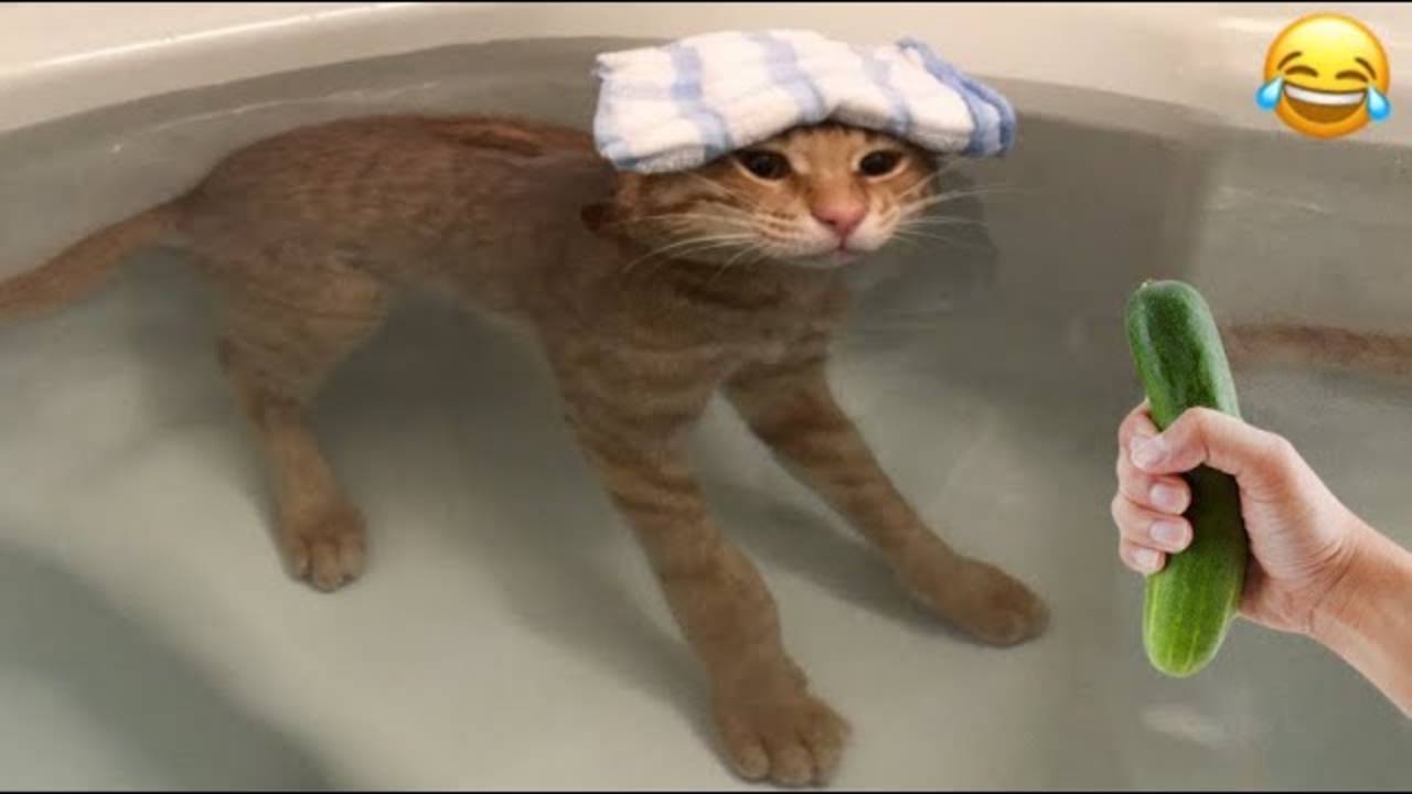 Приколы с котами! Смешные коты - Самые смешные животные С ОЗВУЧКОЙ! Ржака!!