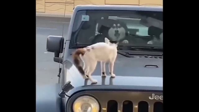 NEW Cats Videos 2024 😅 Funny Cat Videos − Funny Cats