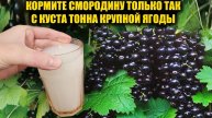 СМОРОДИНА ВЕДРАМИ! Проверенный способ получить рекордный урожай с каждого куста