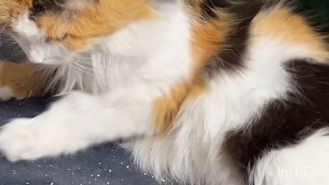 Ох устала😺
