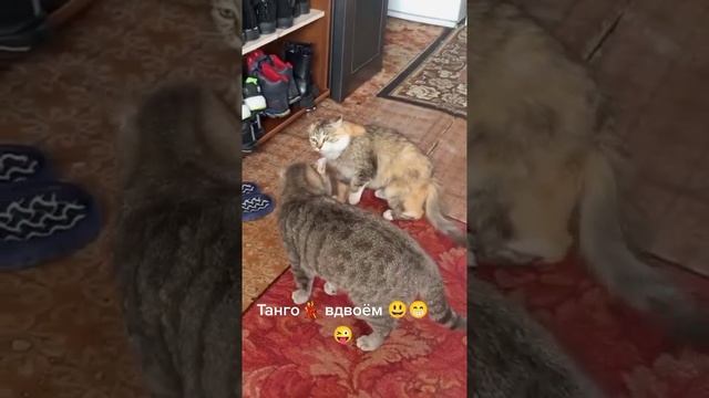 Наш TG https://t.me/liveofcats