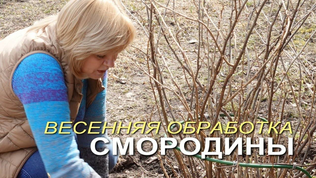 🌿 СМОРОДИНА ВЕСНОЙ: Формировка, обработка и подкормка для МАКСИМАЛЬНОГО урожая!