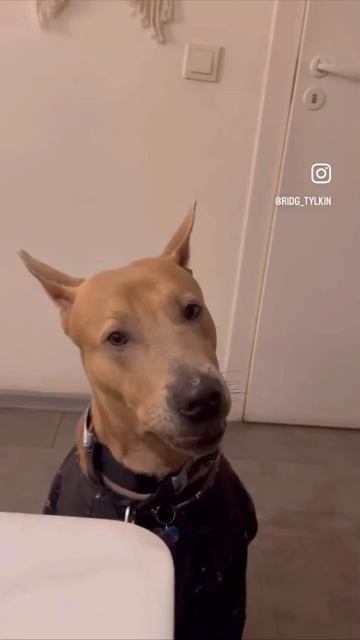 Тюльпан-самый деловой пёс :)