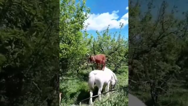 Конь собаке друг