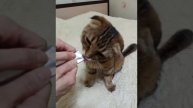 Фото котиков