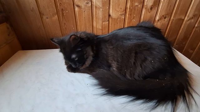 Черный сибирский котик Ignat Crown of Siberia, 7 месяцев