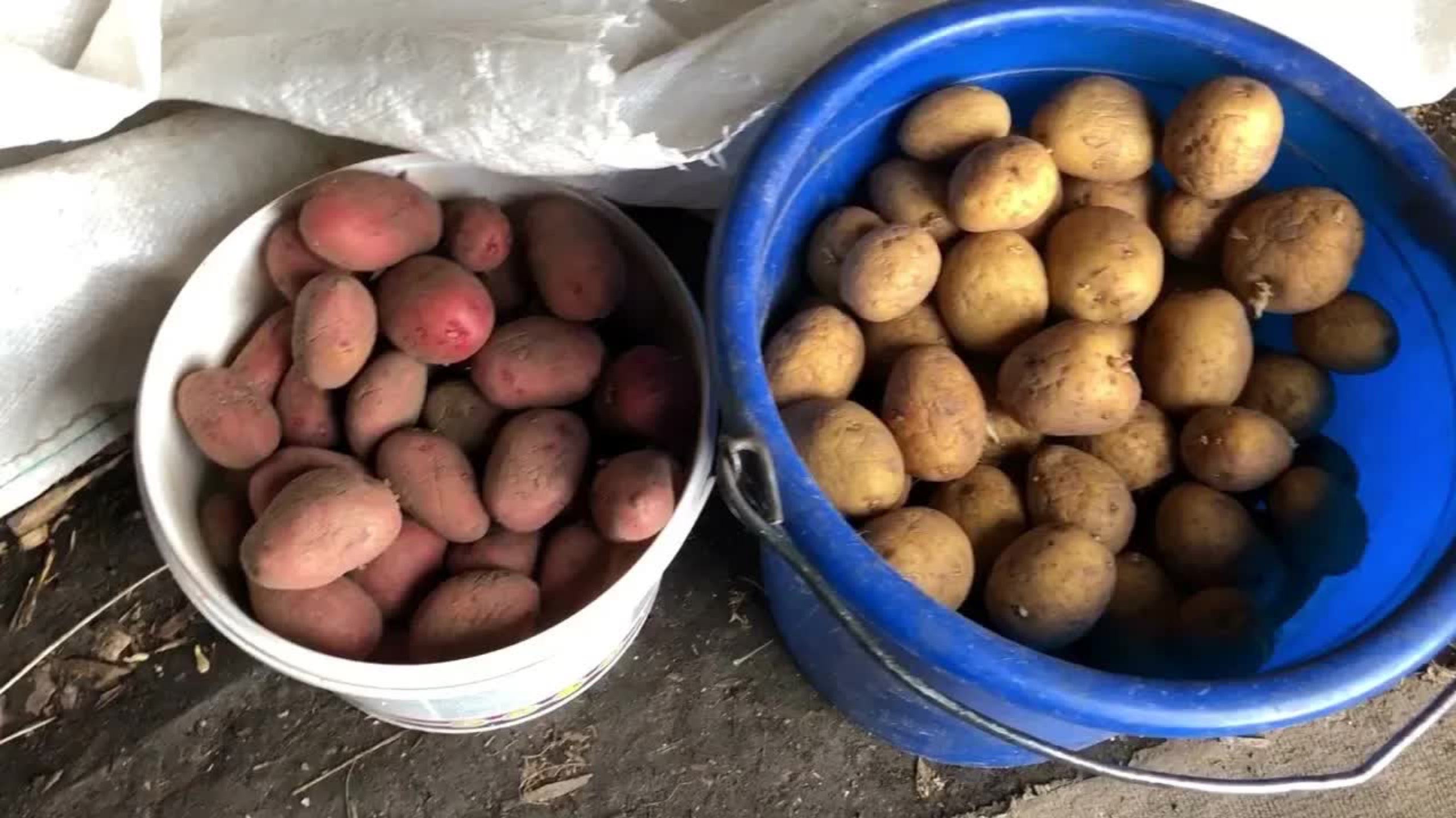 Секрет урожая в 2 раза больше! Как я сажаю картофель, чтобы собрать ведро с куста