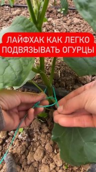 Как легко подвязать огурцы
