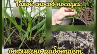 Как высадить рассаду лука-порея в открытый грунт