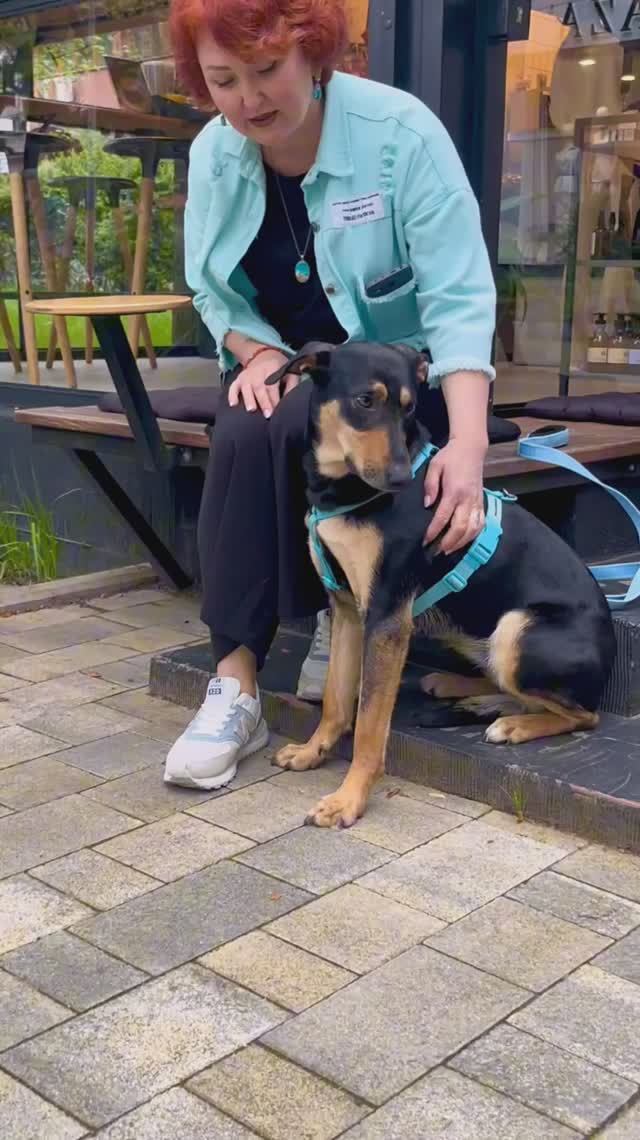 Грациозная Лада ищет семью❤️ 2 года, 15кг. Обожает детей, игрива с собаками👶🏻🦮