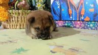 желтый 03.05.25