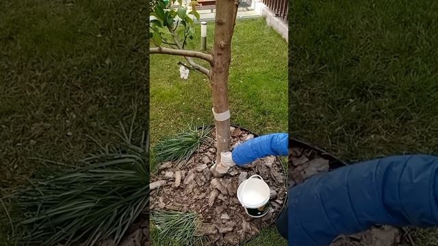 Я побелил деревья