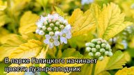 В парке Галицкого начинает цвести красивый ярко-жëлтый пузыреплодник.