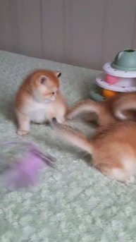 британские котята