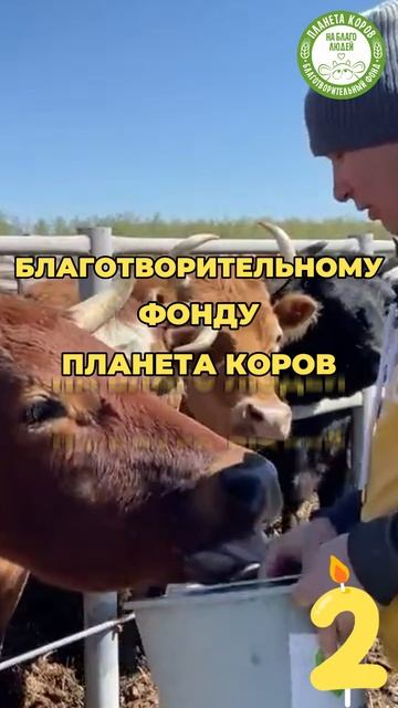 Праздничное онлайн-кормление коров! В честь дня рождения БФ «Планета коров на благо людей»